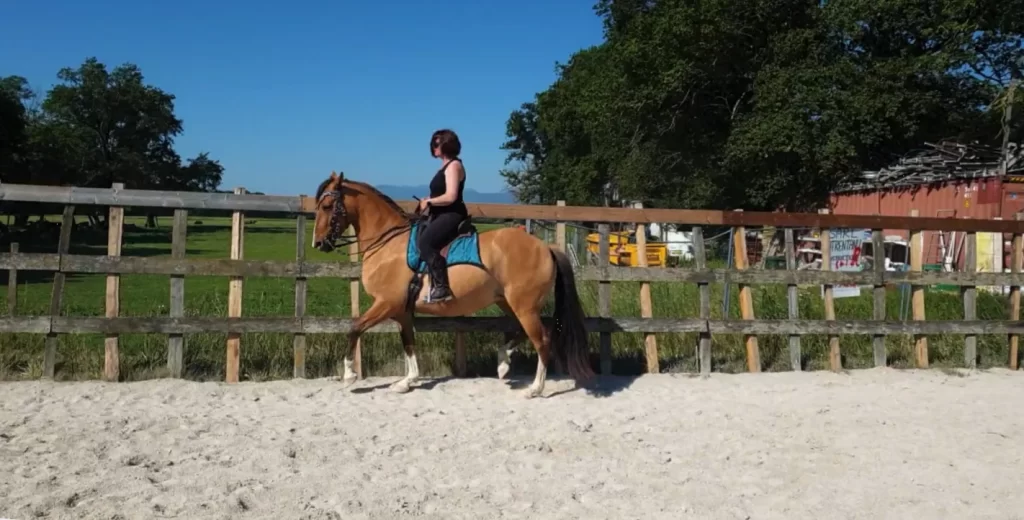 Séance de cours d'équitation à domicile avec une écuyère indépendante en Suisse romande