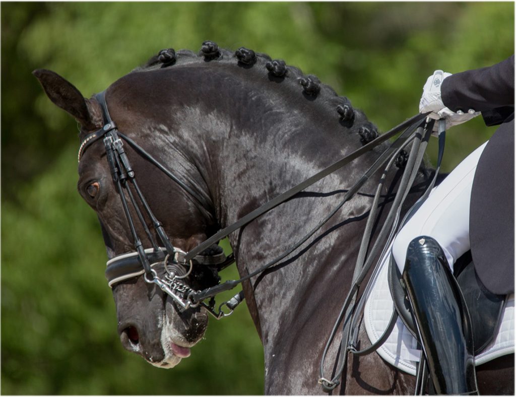 Hyperflexion de l'encolure