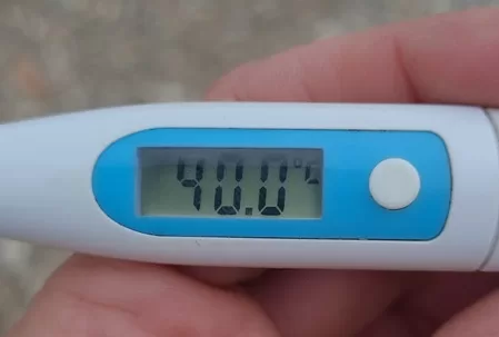 Température élevée ? Un signal important quand on pense à une Piroplasmose. Maladies Piro-Like et température ?